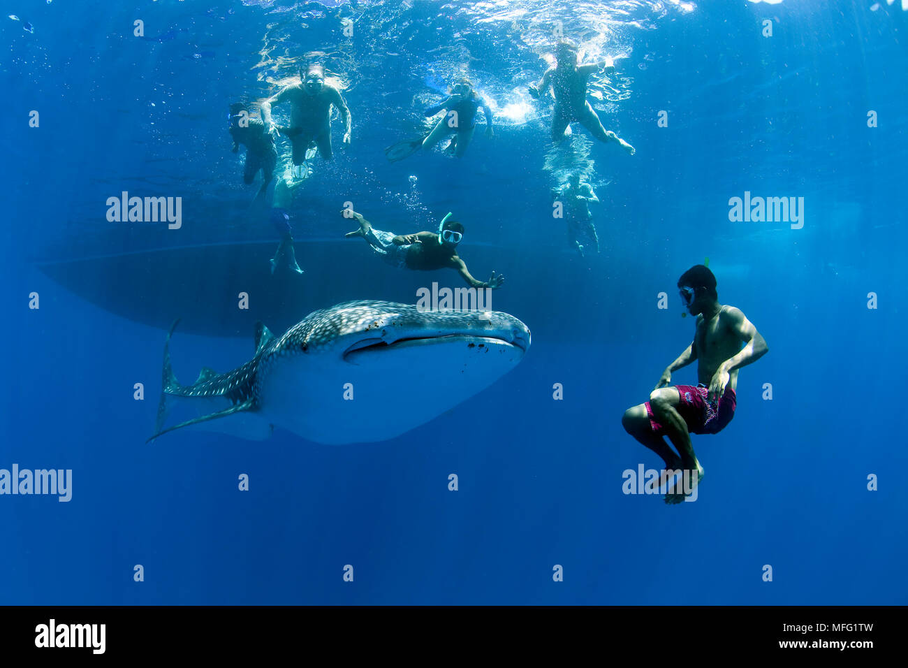 Schnorchler schwimmen mit Walhaien, Firma IPCON Typus, Verletzlich (IUCN), Malediven, Indischer Ozean Stockfoto