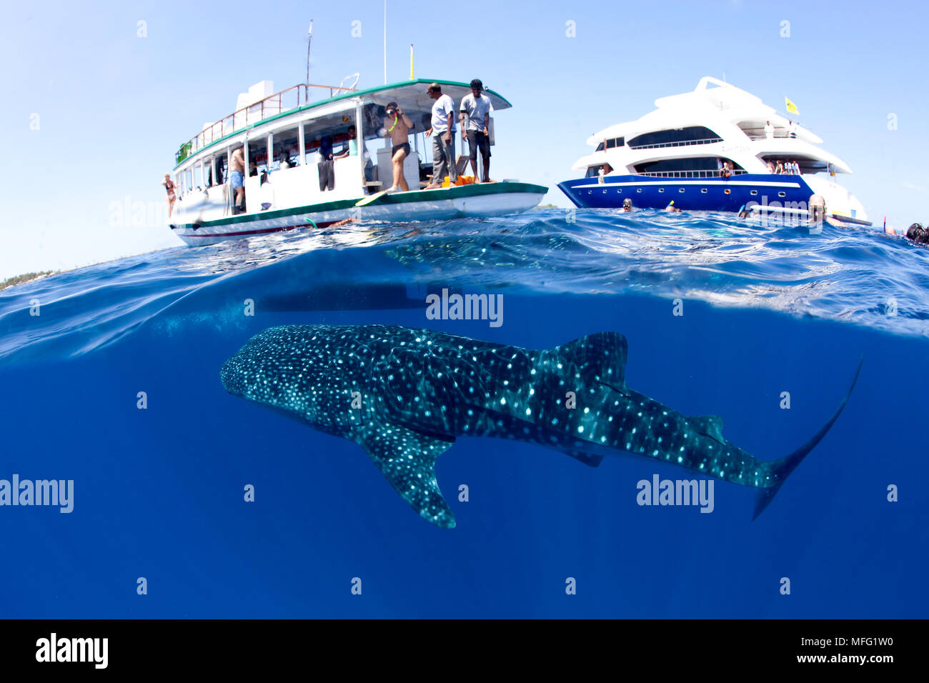 Schnorchler, Tourist sind fertig, auf dem Dhoni mit den Walhaien zu schwimmen, Firma IPCON Typus, Verletzlich (IUCN), Malediven, Indischer Ozean Stockfoto