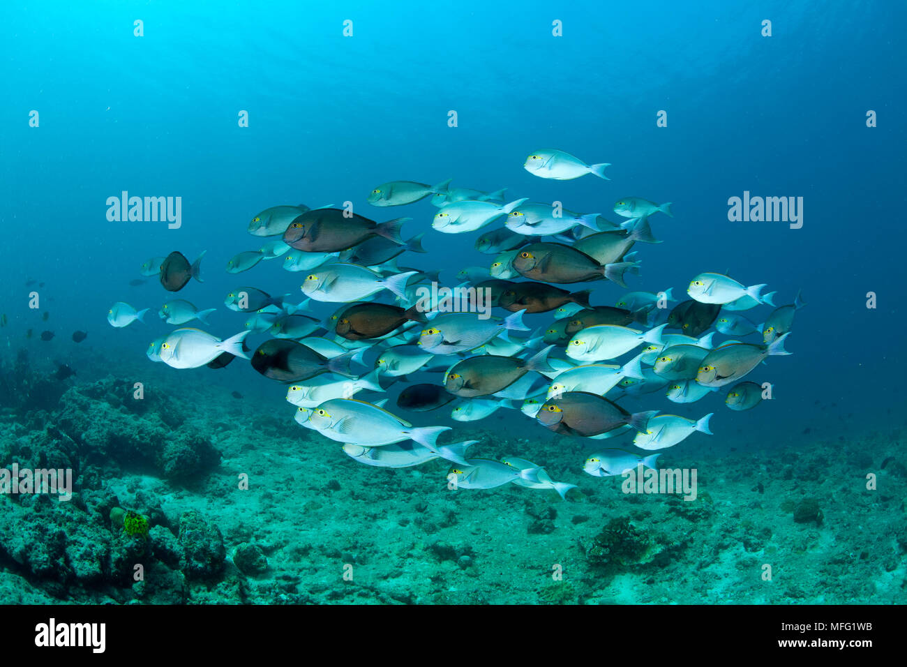 Schwarm von gelbflossenthun Doktorfische, Acanthurus xanthopterus, Malediven, Indischer Ozean Stockfoto