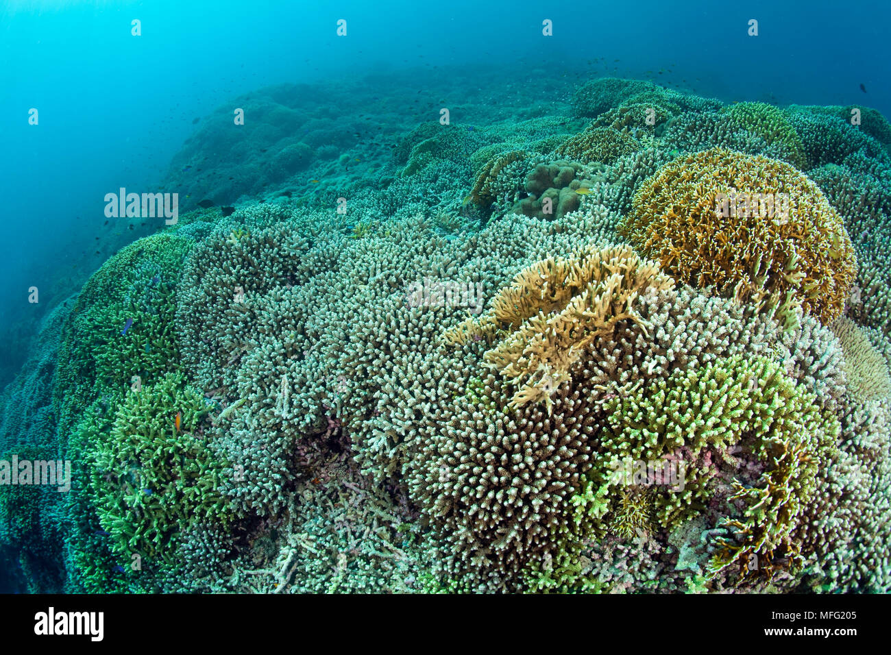 Riff bedeckt mit Hartkorallen, Acropora sp. Und Feuer Coral, Millepora, Tubbataha Nationalpark, Weltnaturerbe, Sulu Meer, Cagayancillo, P Stockfoto