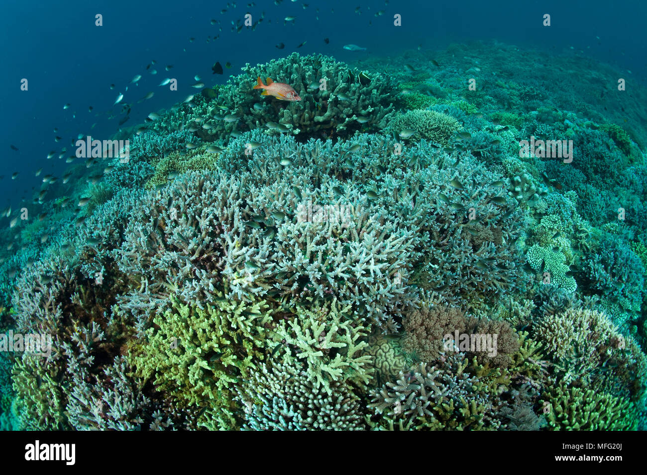 Coral Reef mit unterschiedlichen Steinkorallen Arten, Acropora sp., Tubbataha Nationalpark, Weltnaturerbe, Sulu Meer, Cagayancillo, Palawan, Ph Stockfoto