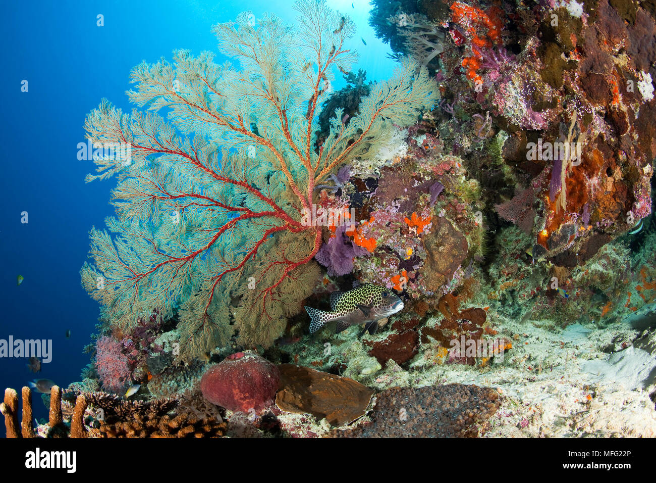 Sea fan, Melithaea sp. , Tubbataha Nationalpark, Weltnaturerbe, Sulu Meer, Cagayancillo, Palawan, Philippinen Stockfoto
