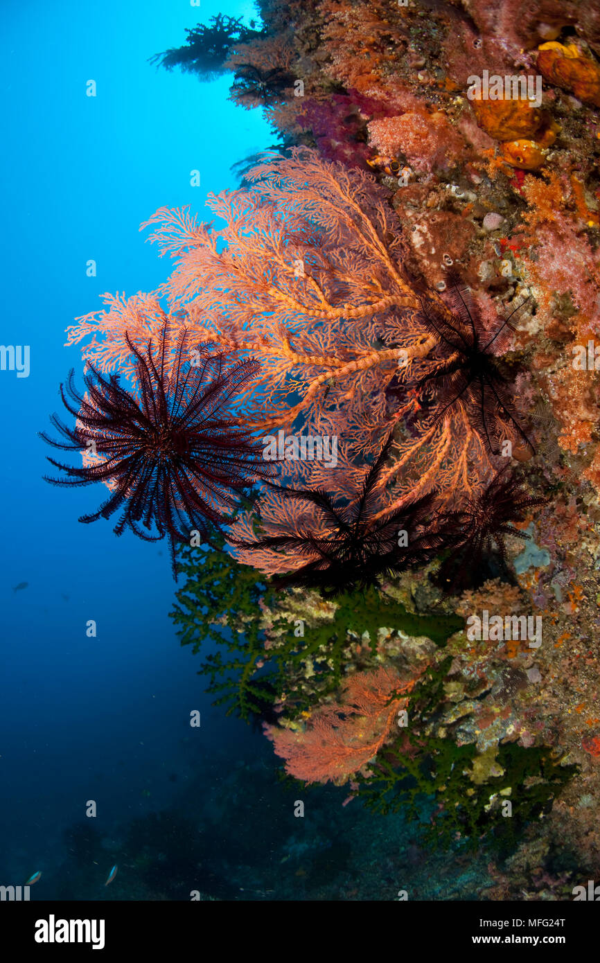 Crinoid oder haarstern am Meer Ventilator, Acalycigorgia sp. , Halmahera, den Molukken, Indonesien, Pazifischer Ozean Stockfoto