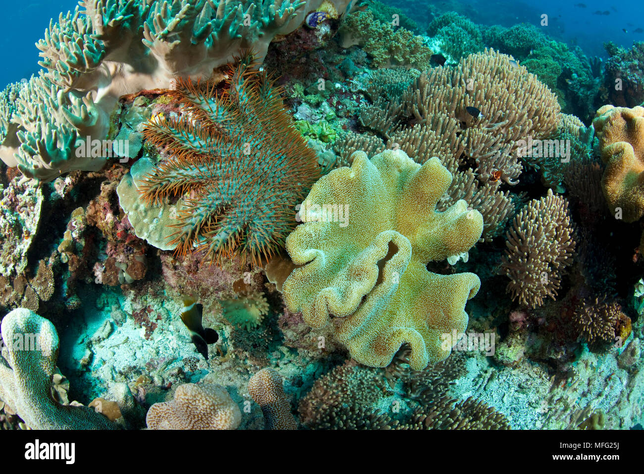 Krone von Dornen, Acanthaster planci, Fütterung auf eine harte Korallen und Leder Coral, Sarcophyton sp. , Halmahera, den Molukken, Indonesien, Pazifischer Ozean Stockfoto