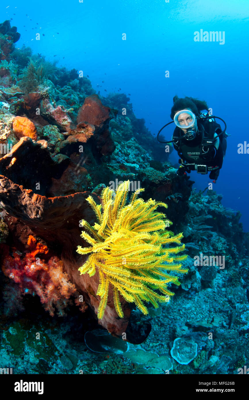 Scuba Diver und crinoid oder haarstern auf Schwamm, Halmahera, den Molukken, Indonesien, Pazifischer Ozean Stockfoto