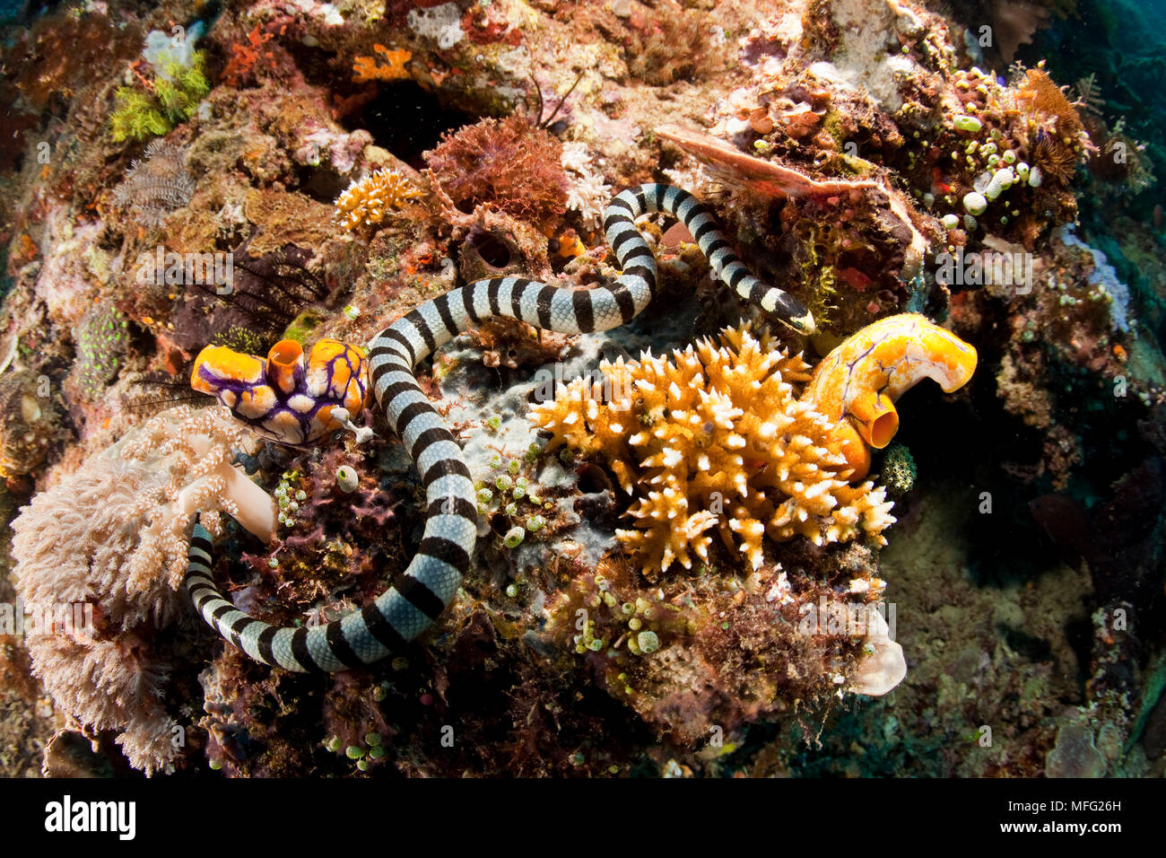 Gebänderte Seeschlange, Laticauda colubrina, Halmahera, den Molukken, Indonesien, Pazifischer Ozean Stockfoto
