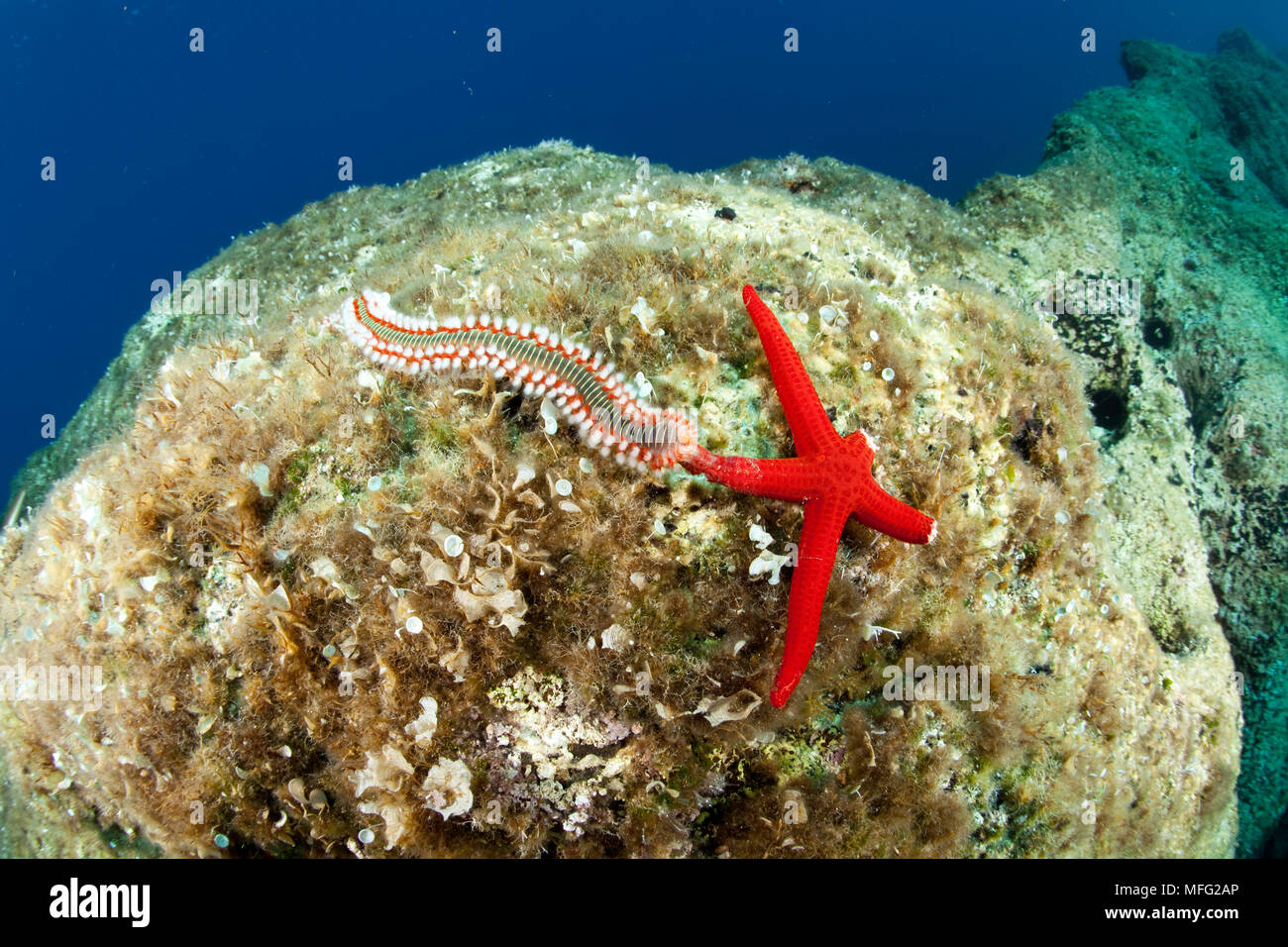 Bärtige fireworm Hermodice carunculata, Fütterung auf Sea Star, Hacelia attenuata, Steigung in der Nähe Vassilios T, Insel Vis, Kroatien, Adria, M Wrack Stockfoto