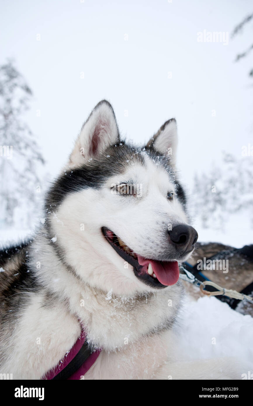 Siberian Husky verwendet für Schlittenhunde im riisitunturi Nationalpark, Lappland, Finnland Stockfoto