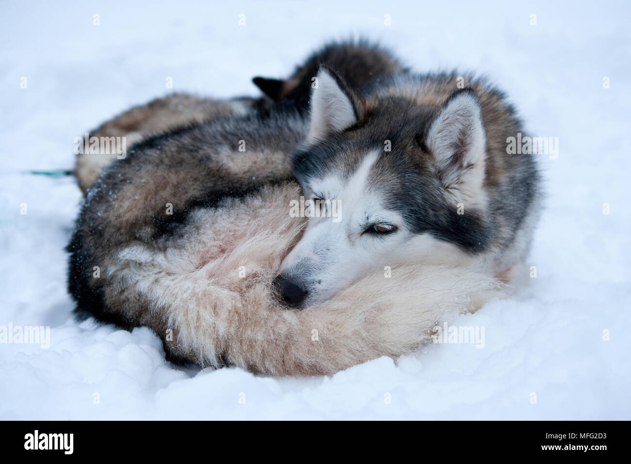 Siberian Husky verwendet für Schlittenhunde im riisitunturi Nationalpark, Lappland, Finnland Stockfoto