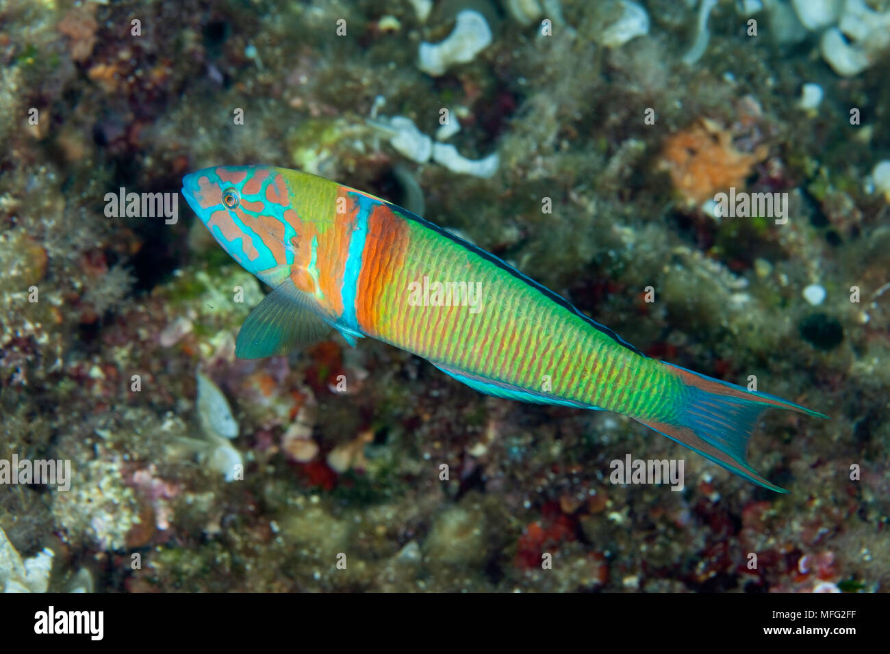 Reich verzierte Lippfische, Thalassoma Pavo, die Insel Vis, Kroatien, Adria, Mittelmeer Stockfoto