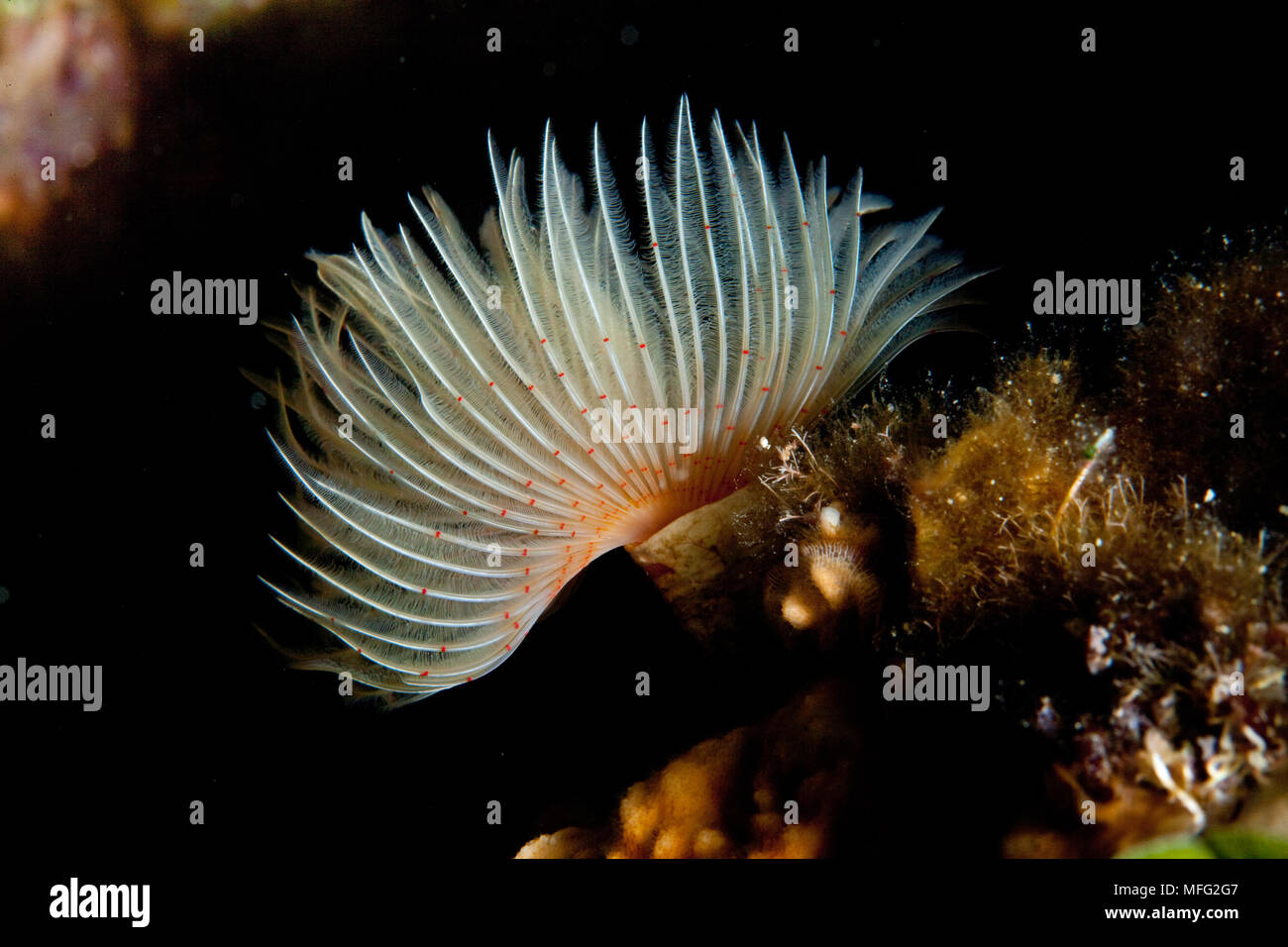 Tube Worm, Protula tubularia, Stupiste, Tauchplatz, Insel Vis, Kroatien, Adria, Mittelmeer Stockfoto