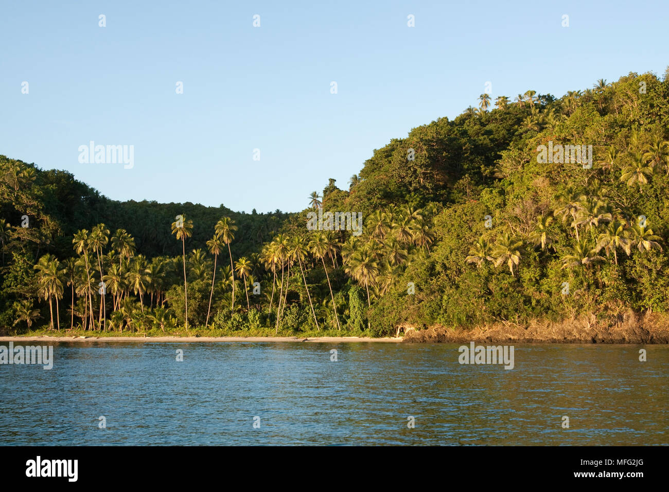 Palmen und Sandstrand, Halmahera, den Molukken, Indonesien, Pazifischer Ozean Stockfoto
