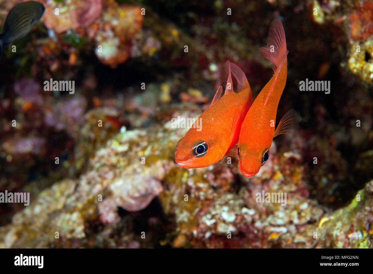 Cardinalfish, Apogon imberbis, Paarung Insel Ponza, Italien, Tyrrhenische Meer, Mittelmeer Stockfoto