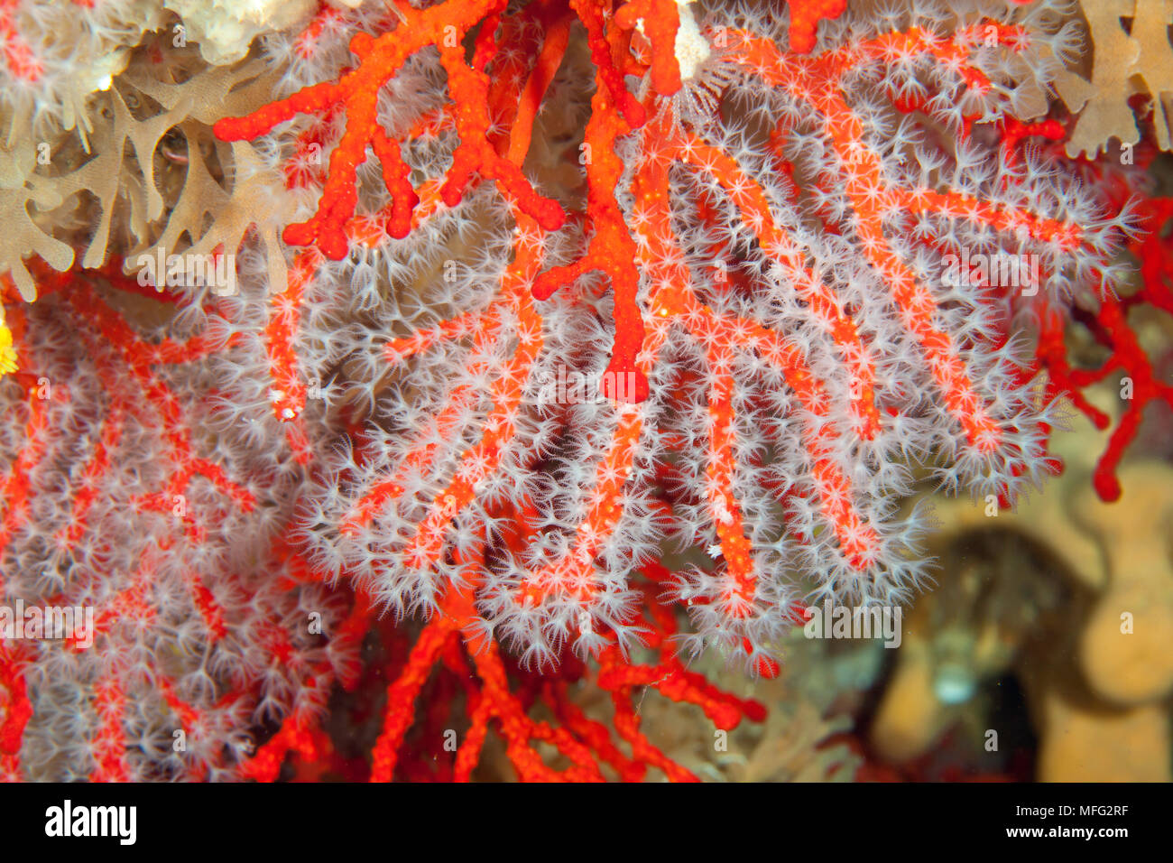 Rote Koralle, Corallium rubrum, Verletzlich (IUCN), Santa Teresa, Sardinien, Italien, Tyrrhenische Meer, Mittelmeer Stockfoto