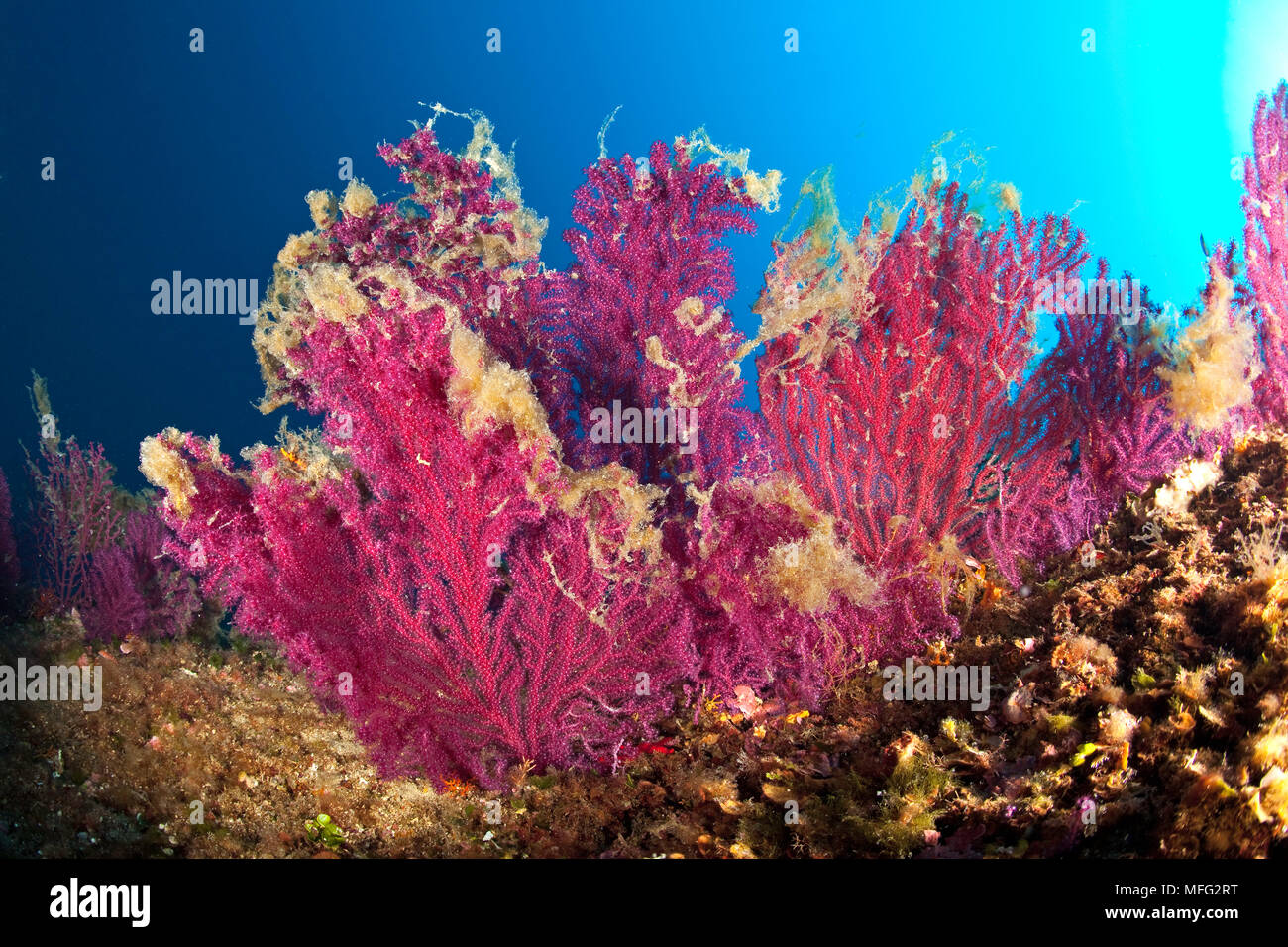 Seafan, rote Gorgonien, Paramuricea Clavata bedeckt mit Schleim, Vervece rock, Marine Protected Area Punta Campanella, Massa Lubrense, Penisola Sorre Stockfoto