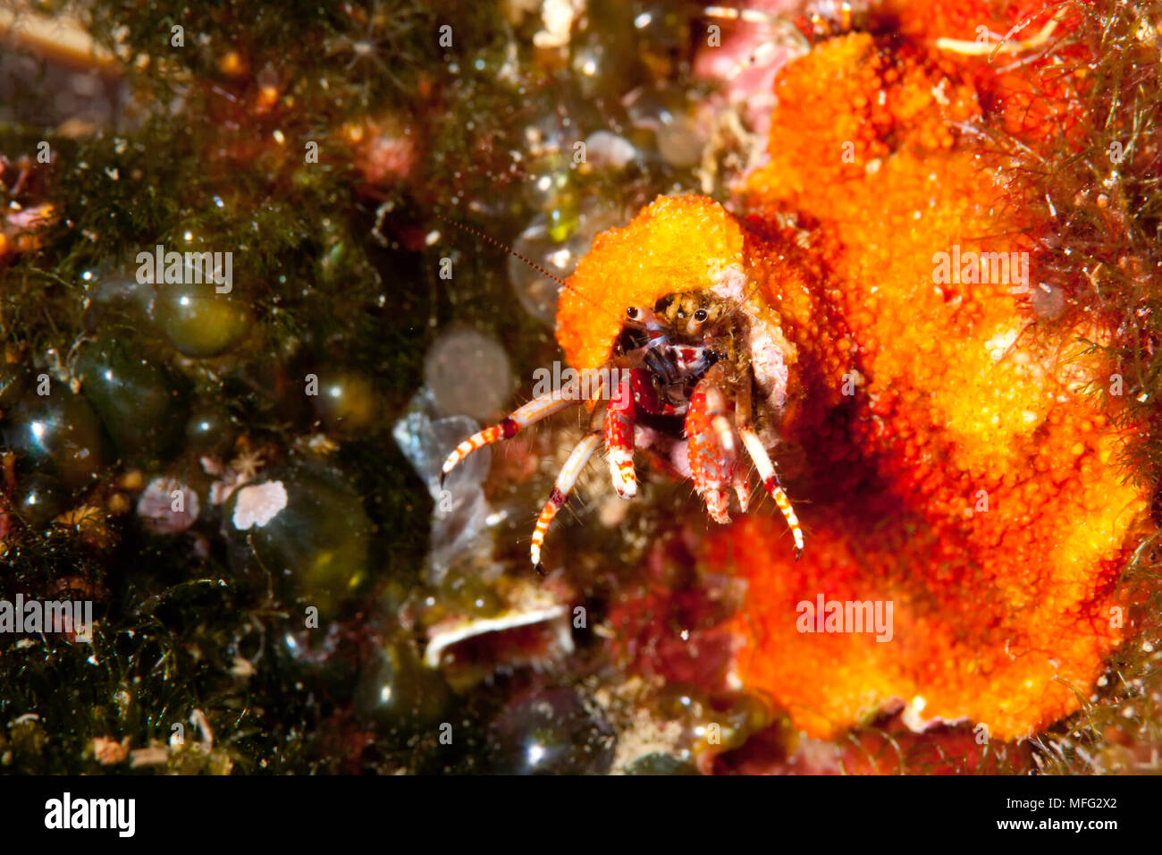 Sitzende Einsiedlerkrebs Calcinus, tubularis, Dubrovnik, Kroatien, Adria, Mittelmeer Stockfoto