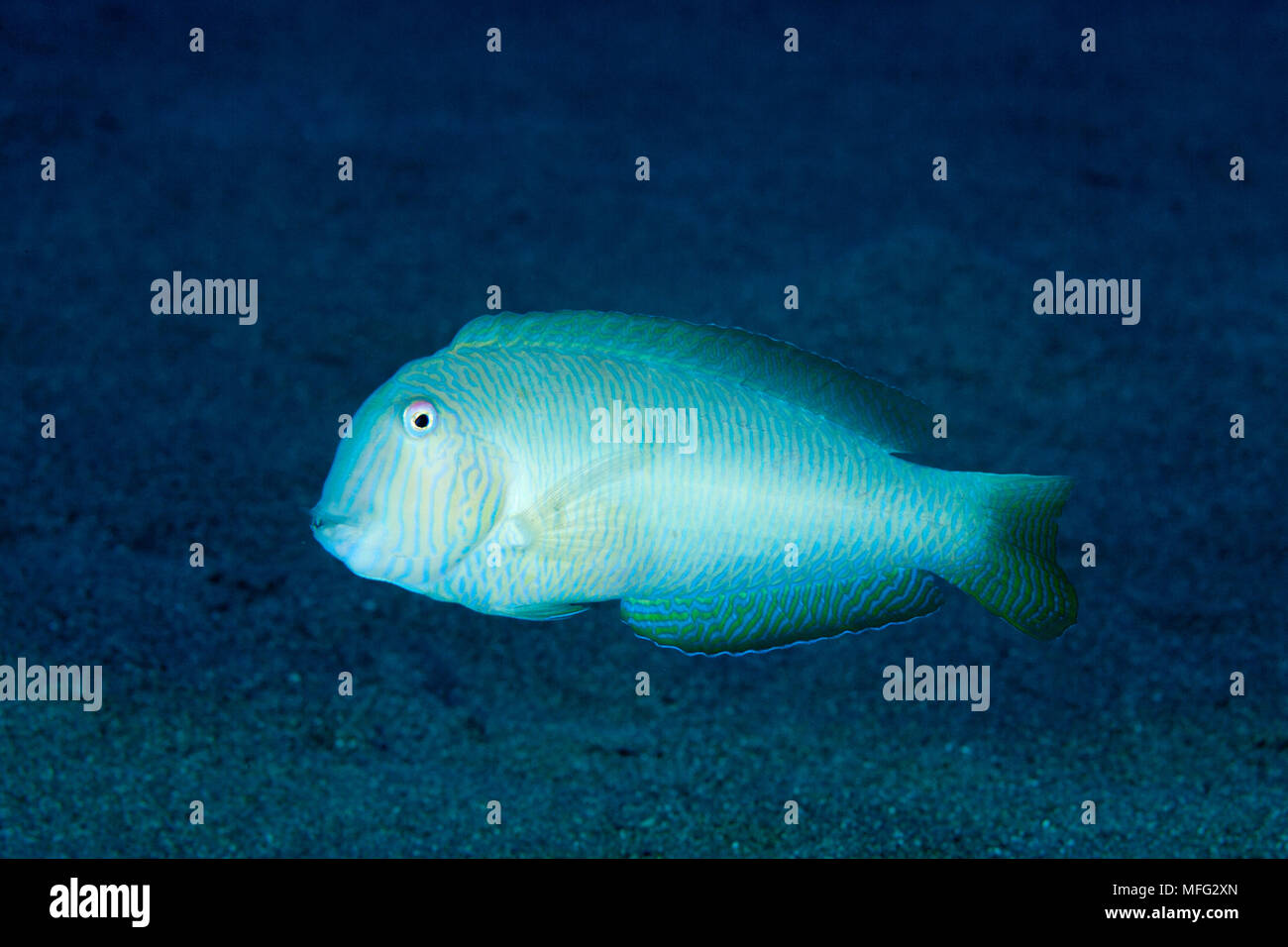 Perlige Razorfish, Xyrichtys novacula, Insel Ponza, Italien, Tyrrhenische Meer, Mittelmeer Stockfoto