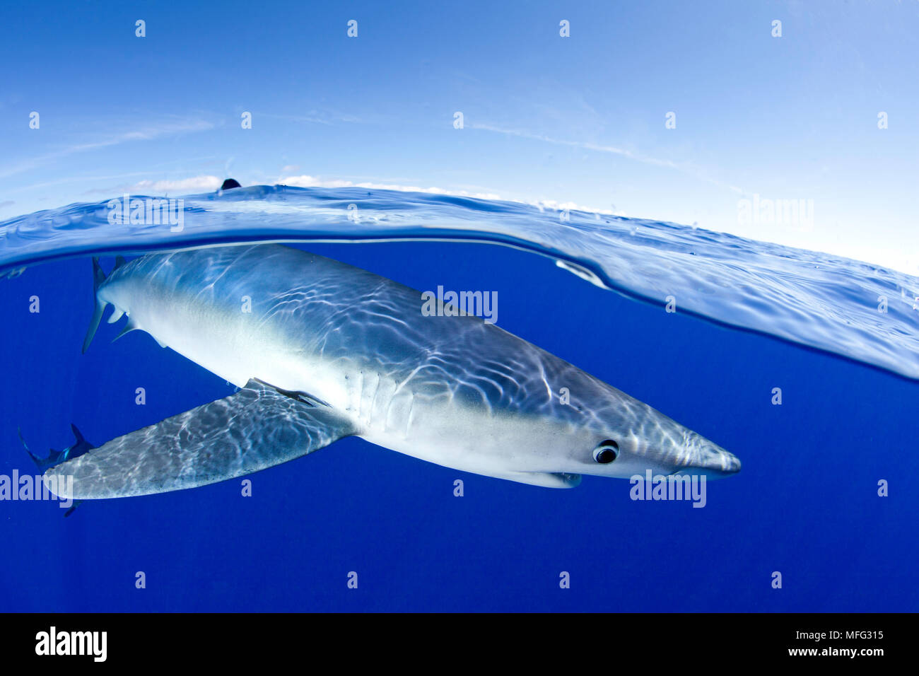 Geteiltes Bild der Blauhai, Prionace hastata nahe an der Oberfläche, die Insel Pico, Azoren, Portugal, Atlantik Stockfoto