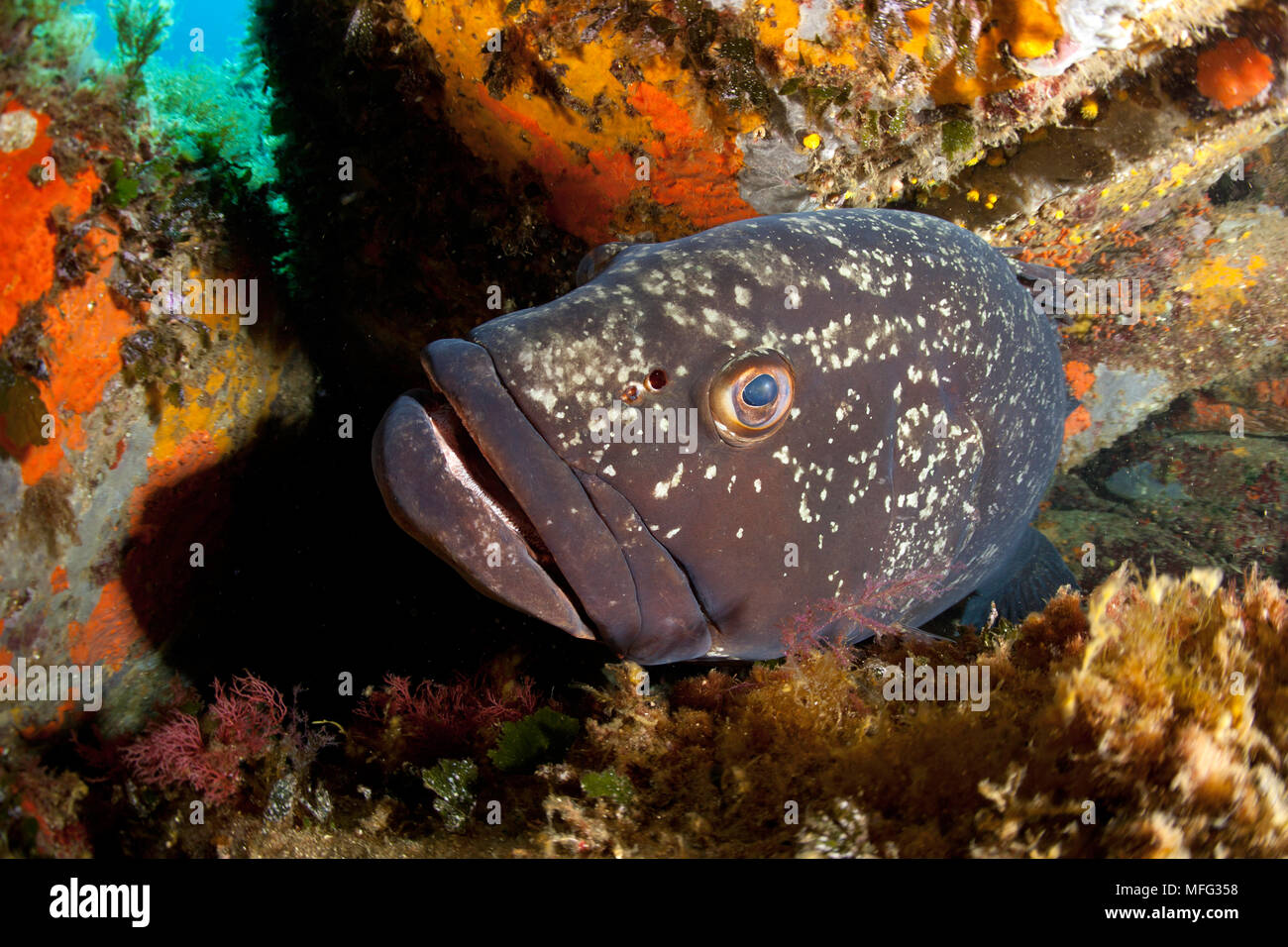 Dusky Grouper, Ephinepelus marginatus, Gefährdete (IUCN), Santa Teresa, Sardinien, Italien, Tyrrhenische Meer, Mittelmeer Stockfoto
