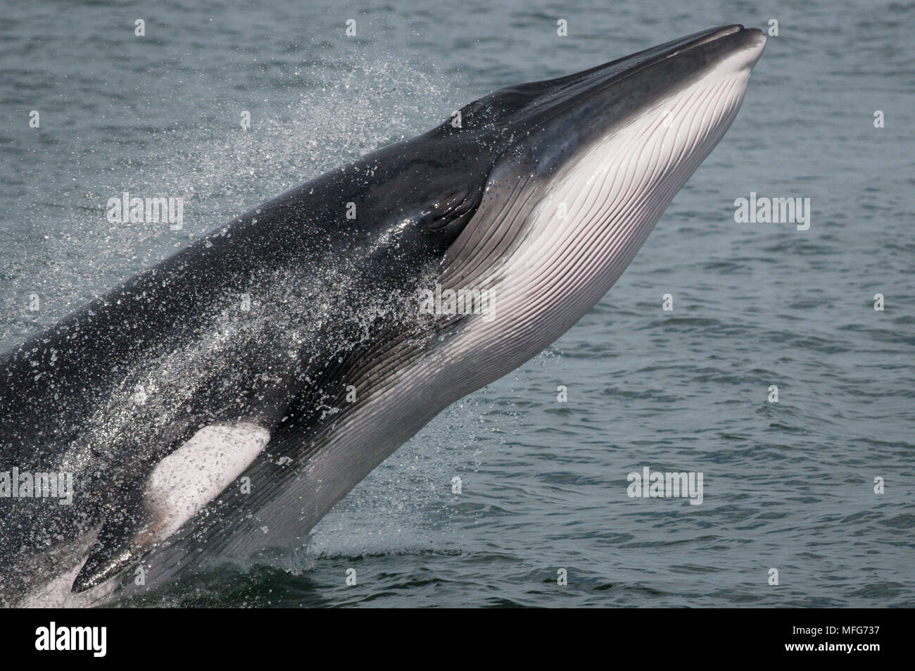 Zwergwal, Baelanoptera Acutorostarta, Bucht von Fundy, New Brunswick, Kanada Stockfoto