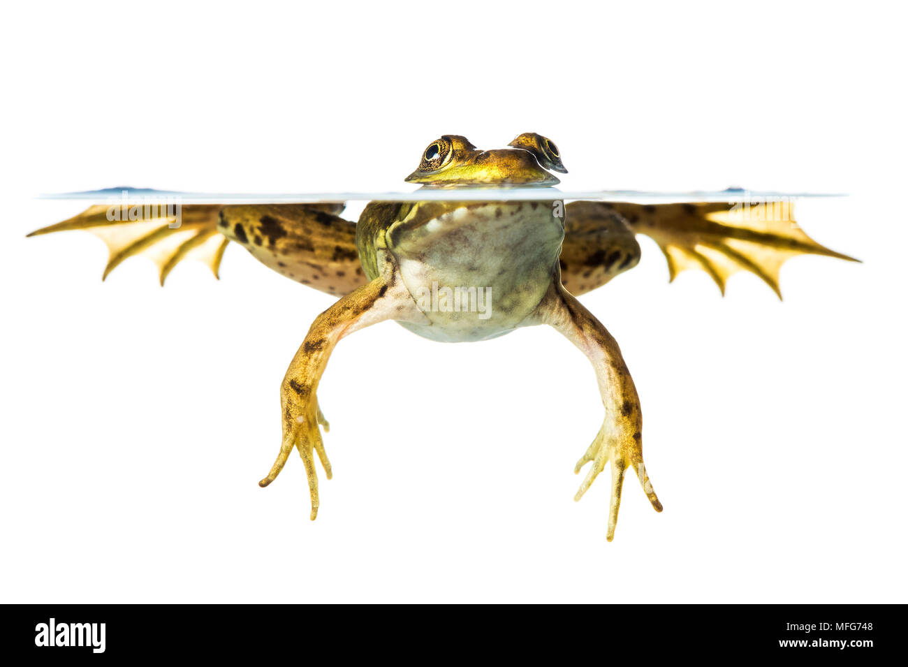 Green Frog, lithobates clamitans, New Brunswick, Kanada. Stockfoto