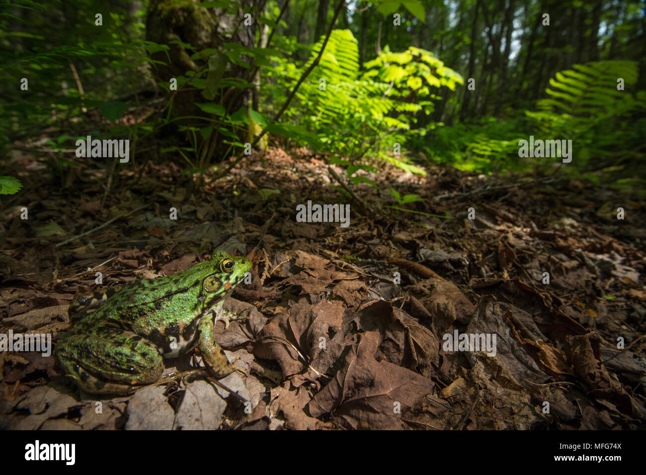 Green frog lithobates clamitans in New Brunswick Kanada Stockfoto