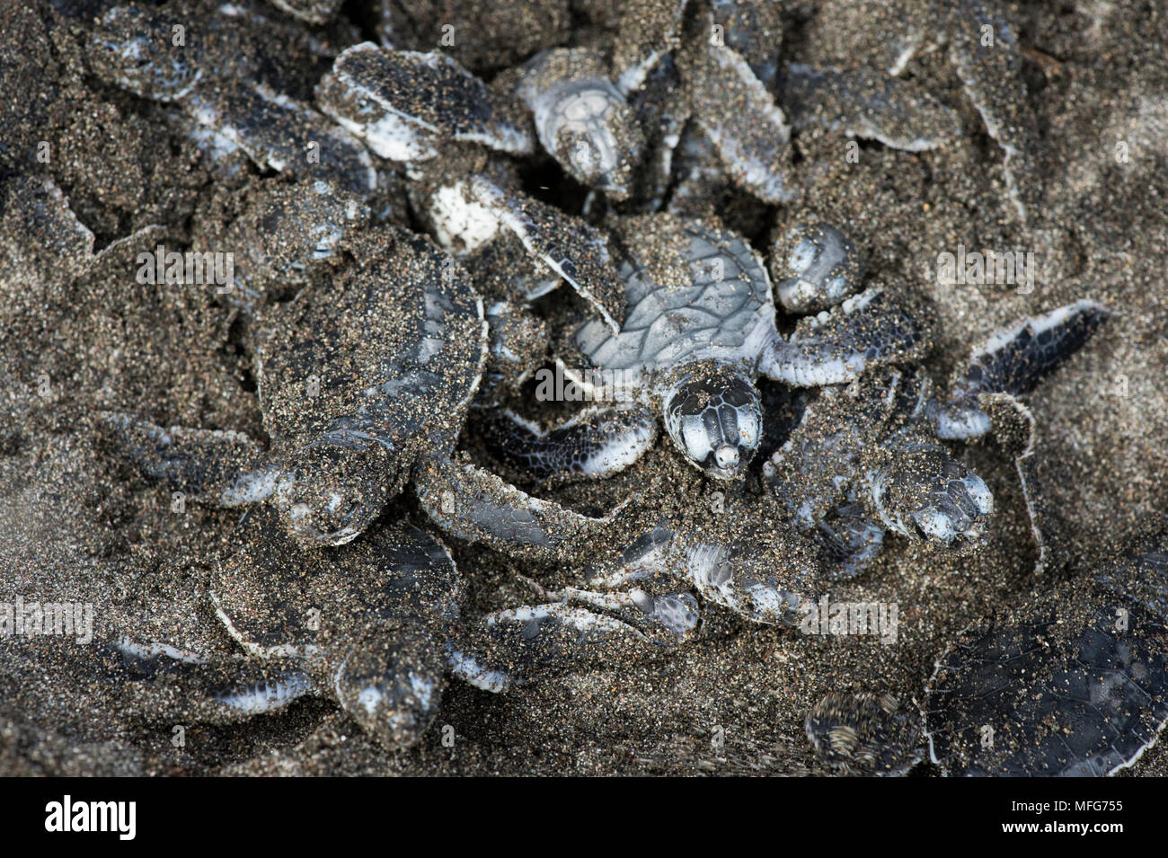 Suppenschildkröte schlüpflinge Chelonia mydas aus einem Nest in Nationalpark Tortuguero Costa Rica. Stockfoto