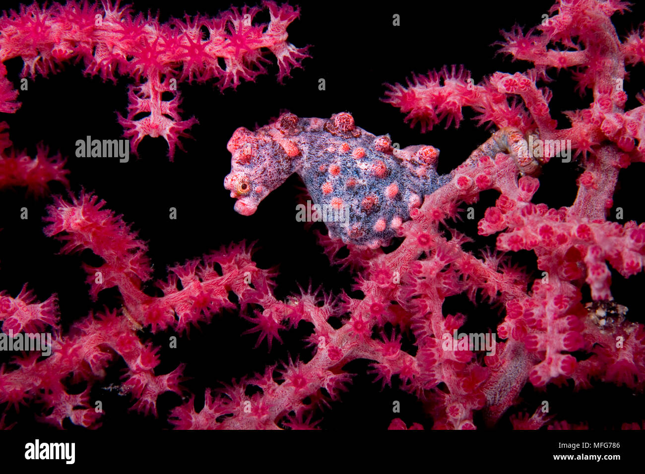 Pygmäen seepferdchen Fotos und Bildmaterial in hoher Auflösung Alamy