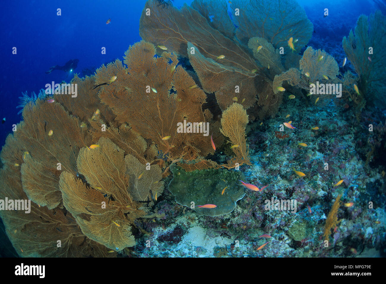 Scuba Diver mit gorgonien Ventilator, Subergorgia Mollis, Aldabra Atoll, Weltnaturerbe, Seychellen, Indischer Ozean Datum: 24.06.08 Ref.: ZB 777 1 Stockfoto