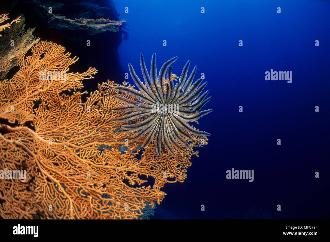 Gorgonie Ventilator, Subergorgia Mollis, mit Feder Stern, Aldabra Atoll, Weltnaturerbe, Seychellen, Indischer Ozean Datum: 24.06.08 Ref.: ZB 777 Stockfoto