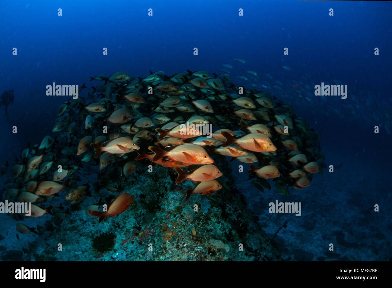 Schwarm von humpback Snapper, Lutjanus gibbus, Aldabra Atoll, Weltnaturerbe, Seychellen, Indischer Ozean Datum: 24.06.08 Ref.: ZB777 115630 00 Stockfoto