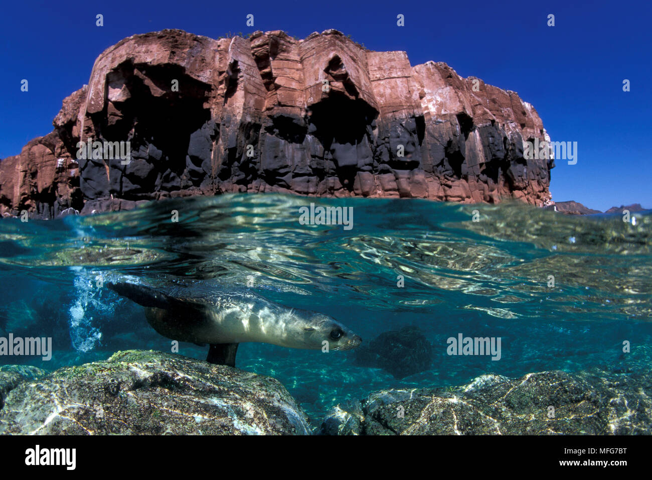 Insel von La Paz und California sea lion, zalophus californianus, Meer von Cortez, Baja California, Mexiko, Ost Pazifik Datum: 24.06.08 Ref: Stockfoto