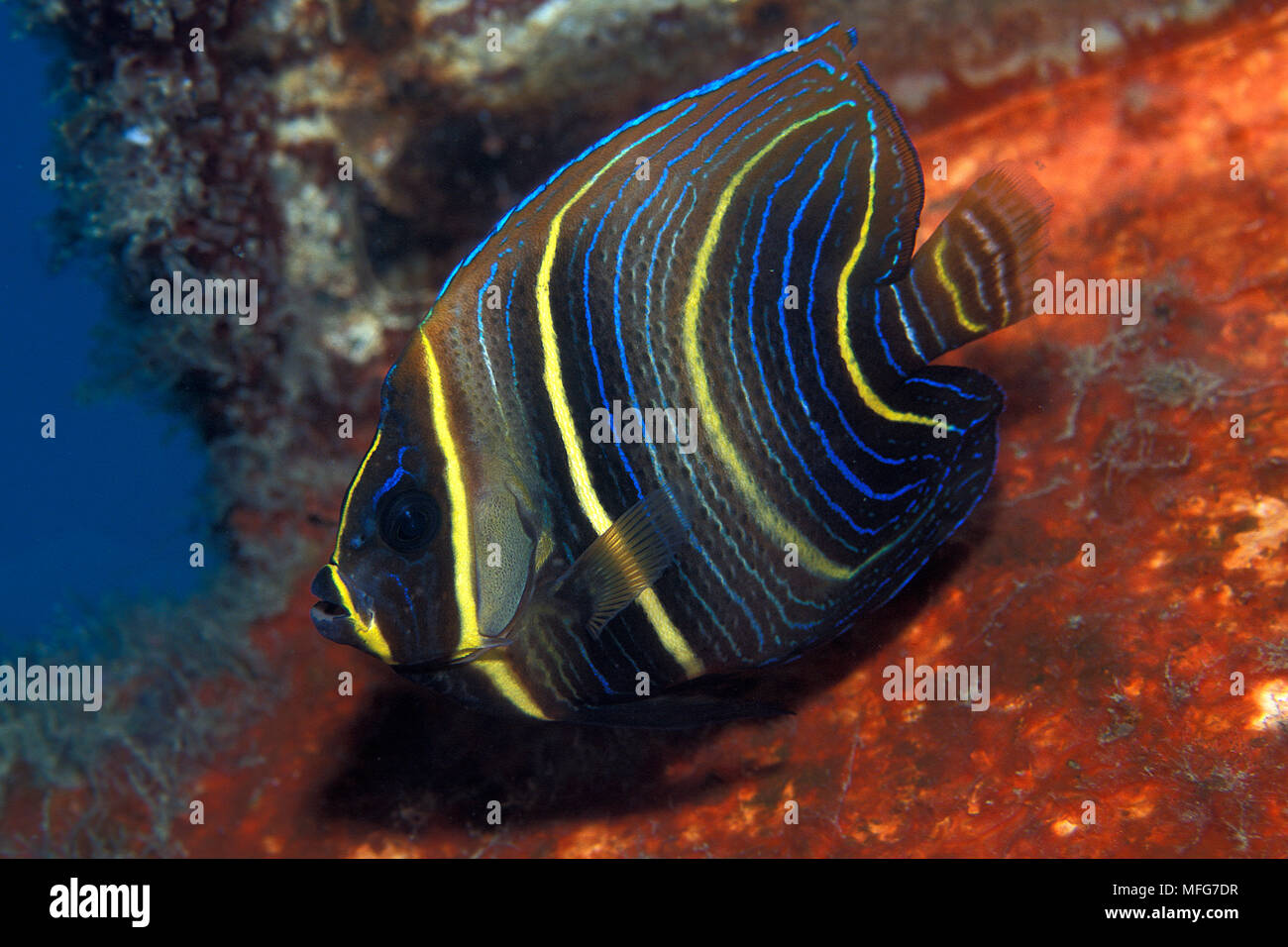 Cortez angelfish, Pomacanthus zonipectus, Meer von Cortez, Baja California, Mexiko, Ost Pazifik Datum: 24.06.08 Ref.: ZB777 115632 0044 COMPULSO Stockfoto