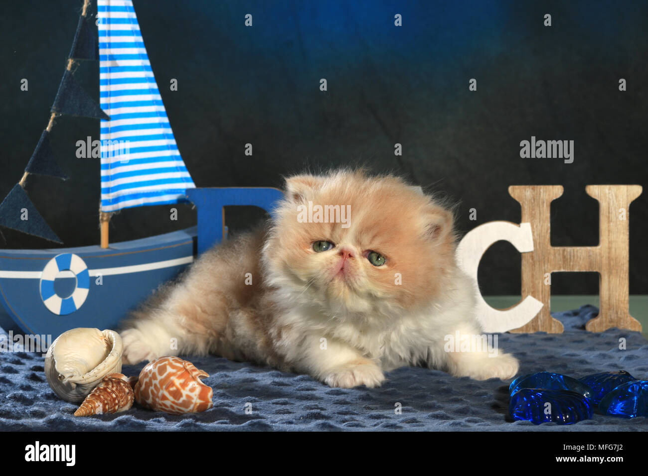 Persisch Kätzchen, 5 Wochen alt Stockfoto