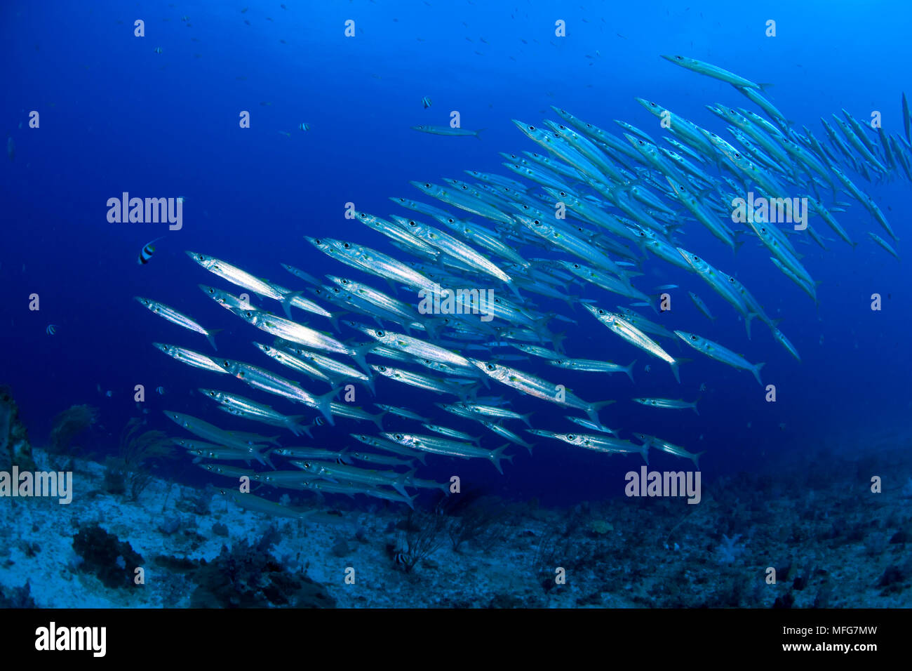 Schwarm von yellowtail Barracuda, Sphyraena flavicauda, Lighthouse Reef, Cabilao Island, Bohol, Central Visayas, Philippinen, Pazifischer Ozean Datum: 22.07. Stockfoto