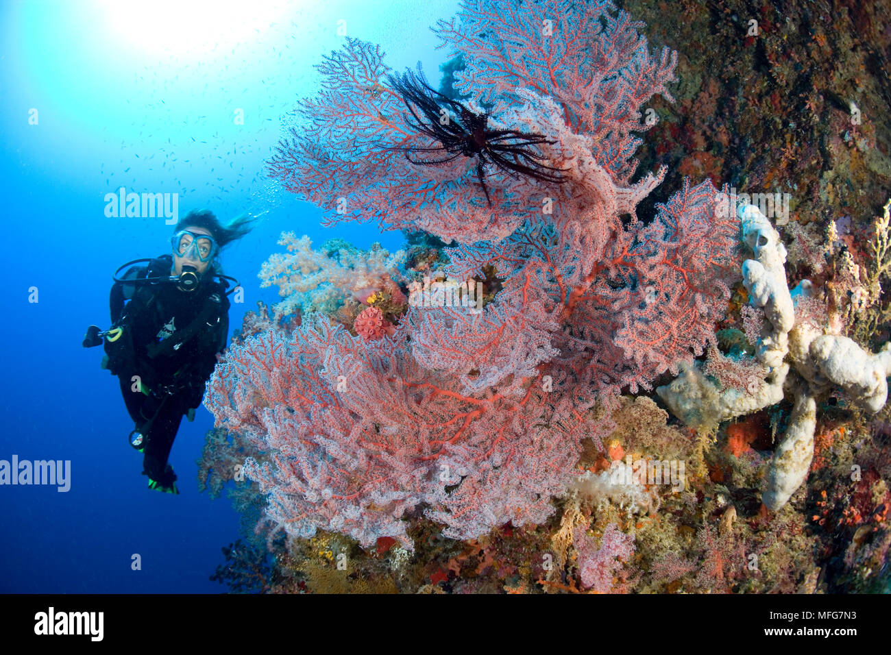 Scuba Diver und Meer Ventilator, Acalycigorgia sp. , Gorgonia Wall Reef, Cabilao Island, Bohol, Central Visayas, Philippinen, Pazifischer Ozean Datum: 22.07.08 R Stockfoto