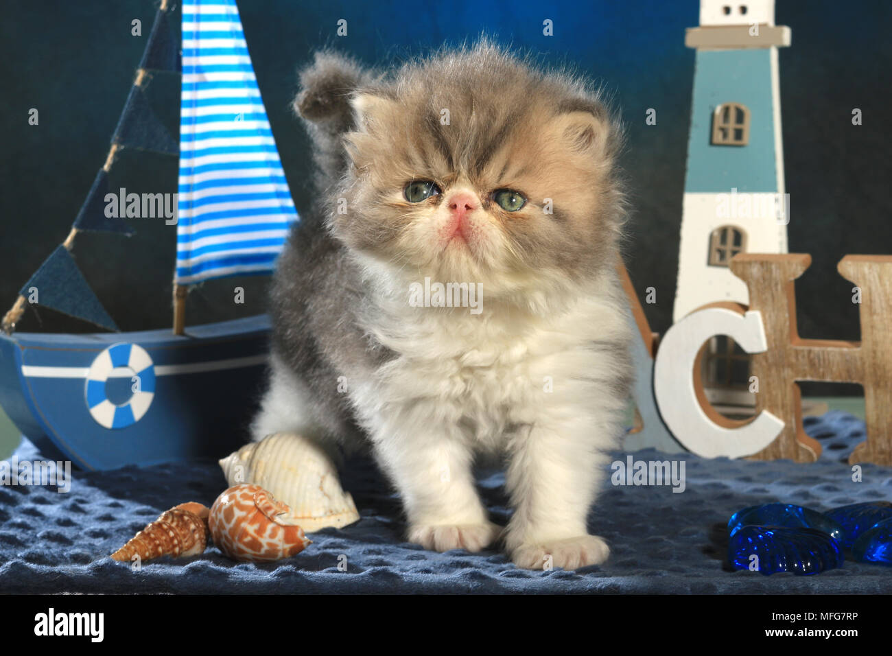 Persisch Kätzchen, 5 Wochen alt Stockfoto