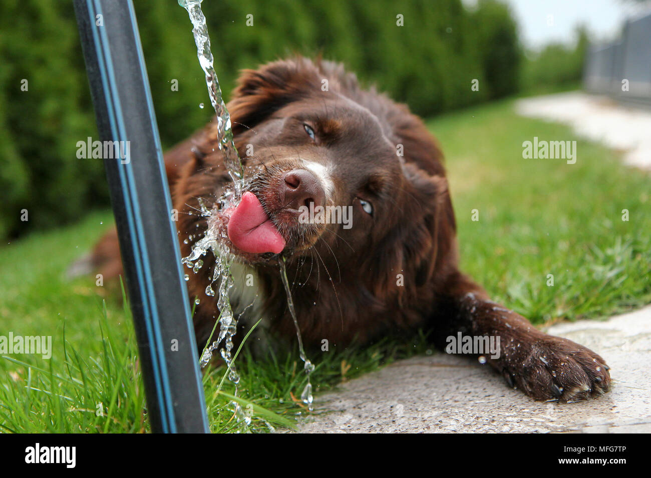 Eine durstige Hund ist Trinkwasser und suchen ganz lustig. Stockfoto