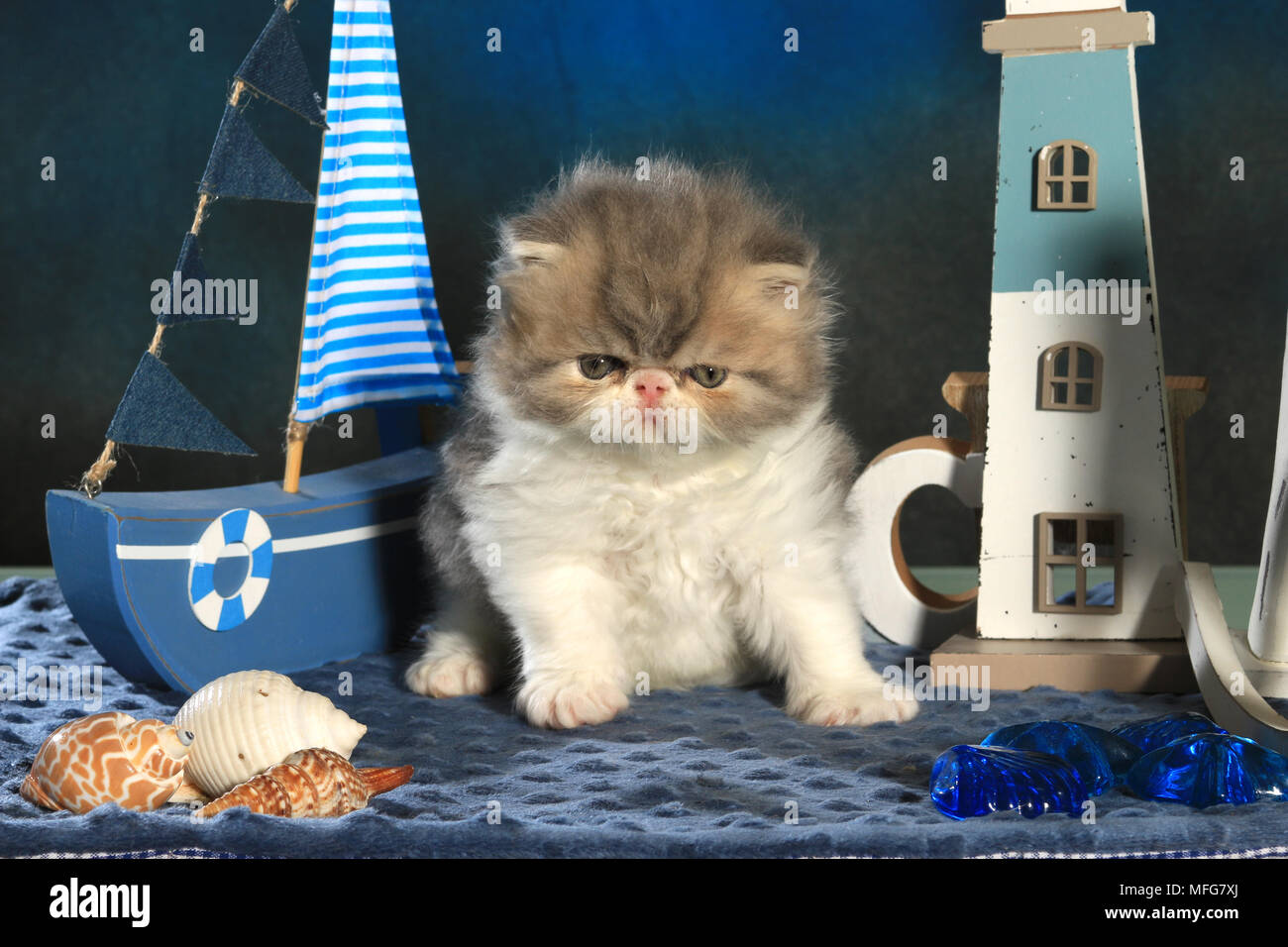 Persisch Kätzchen, 5 Wochen alt Stockfoto