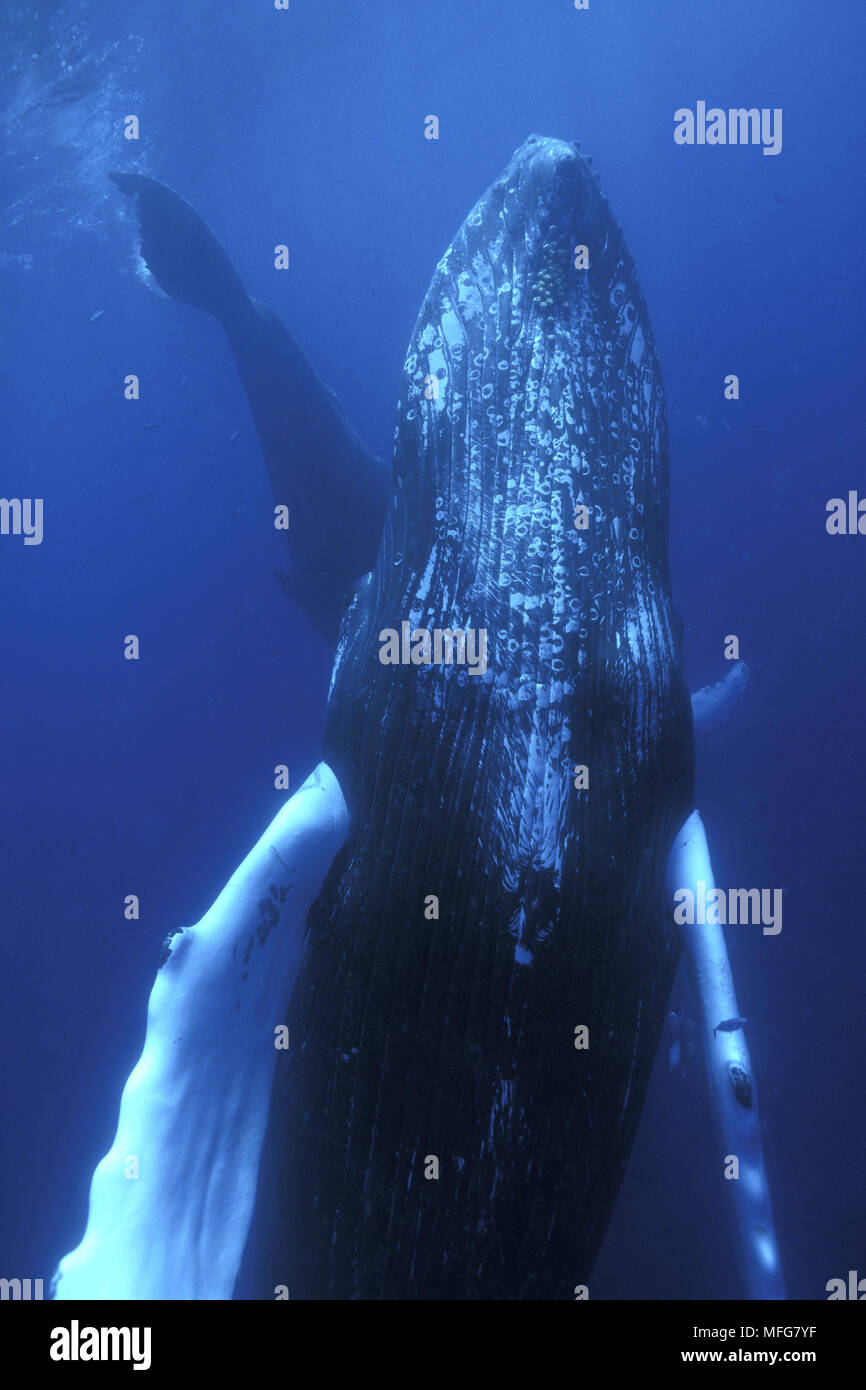 Anatomie der wale -Fotos und -Bildmaterial in hoher Auflösung – Alamy
