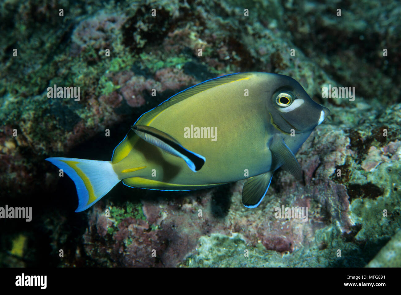 Whitecheek Doktorfische, Acanthurus nigricans, mit cleaner Fisch, scale-Essen, fangblenny Plagiotremus tapienosoma, Palau (Belau), Mikronesien, Pacific Stockfoto