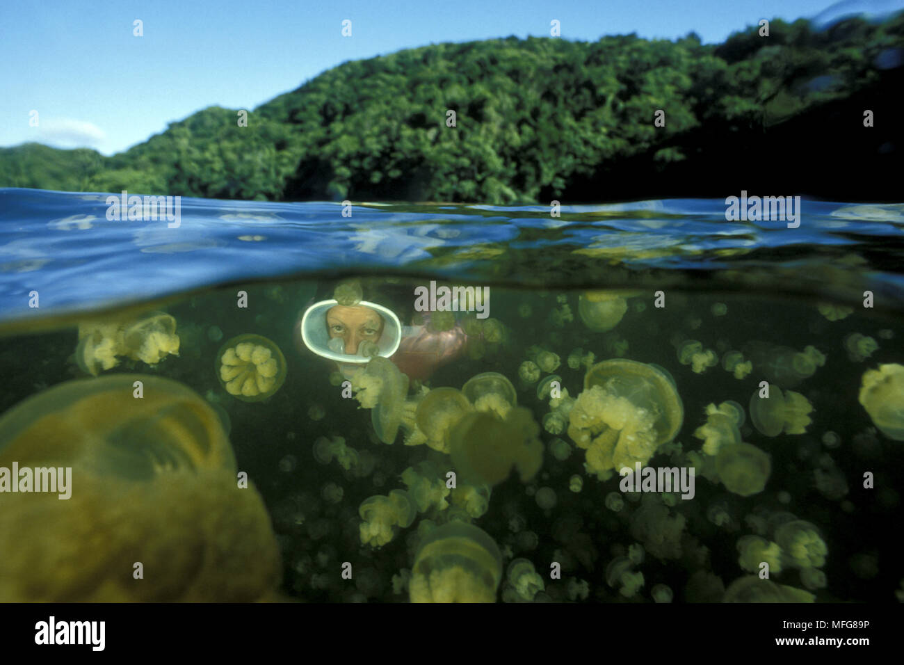 Schnorchler mit Quallen, Mastigias sp., die aufgrund ihrer Isolation, diese quallen haben ihre Fähigkeit verloren zu stechen, Quallen See Palau (Belau), Micro Stockfoto