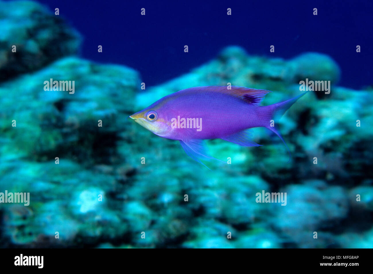 Lila Anthias, pseudanthias Tuka, (männlich) Walindi, West New Britain, Papua Neu Guinea, Pazifischer Ozean Stockfoto
