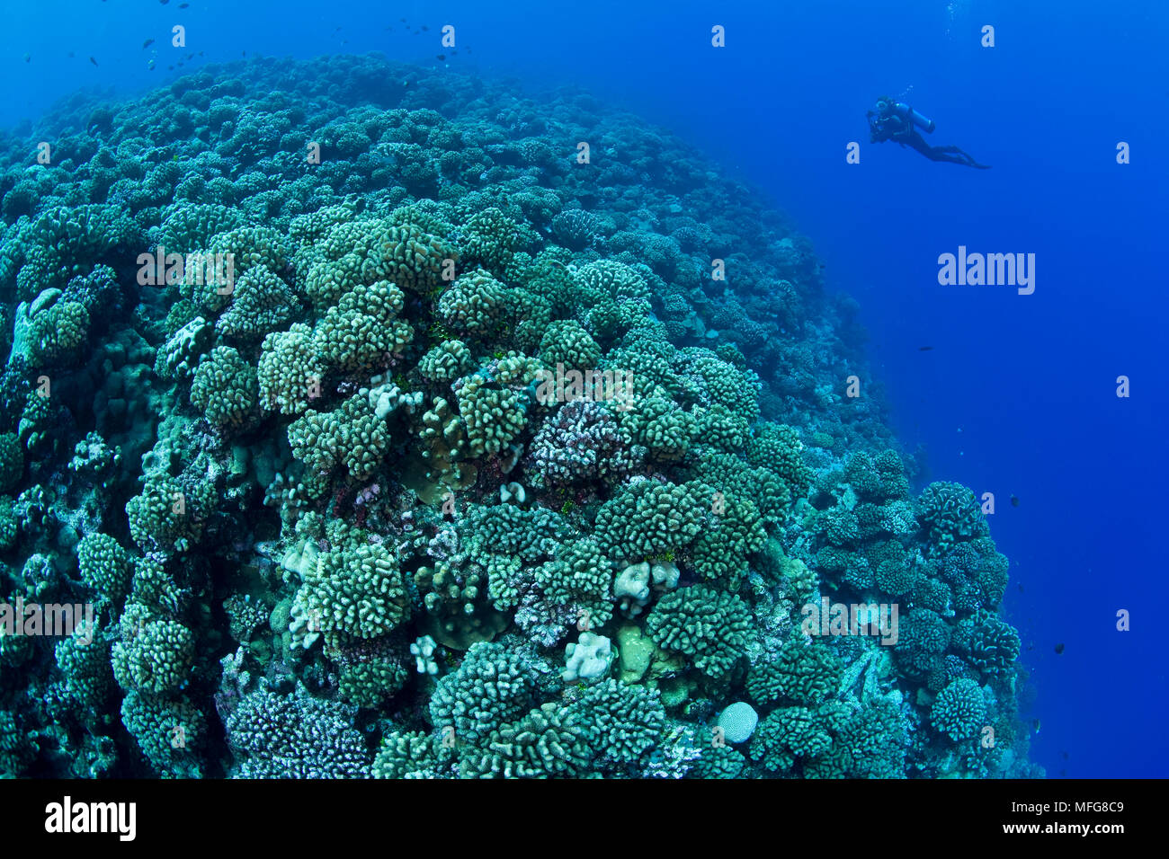 Scuba Diver und Riff mit Hartkorallen bedeckt, Tauchplatz Le Tombant, Manihi Atoll, Tuamotu Archipel, Französisch Polynesien, Pazifik Stockfoto