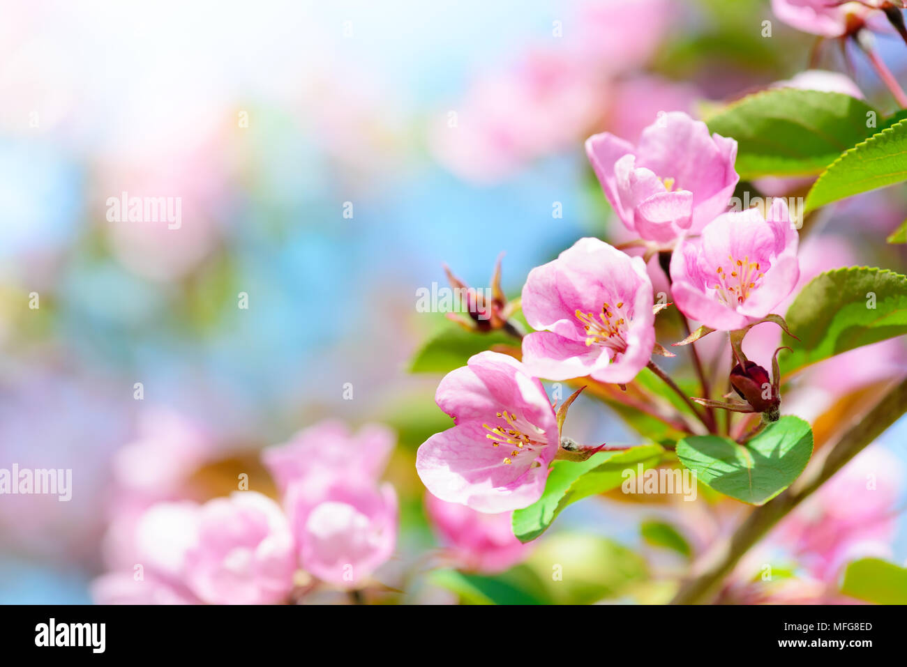 Pink apple Blumen, spring blossom Hintergrund mit Kopie Raum Stockfoto