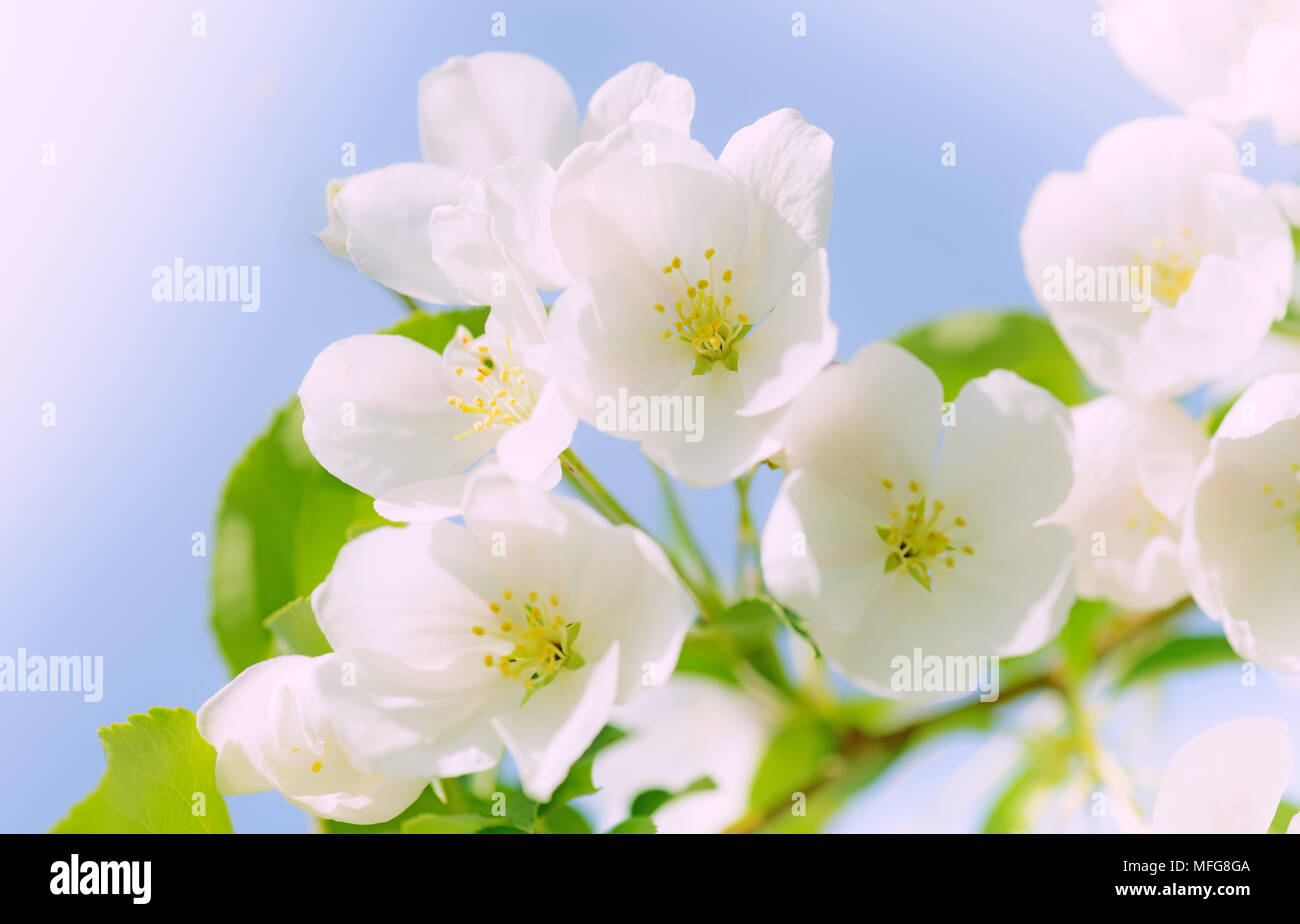 Abstrakt floral background von Frühlingsblumen Stockfoto