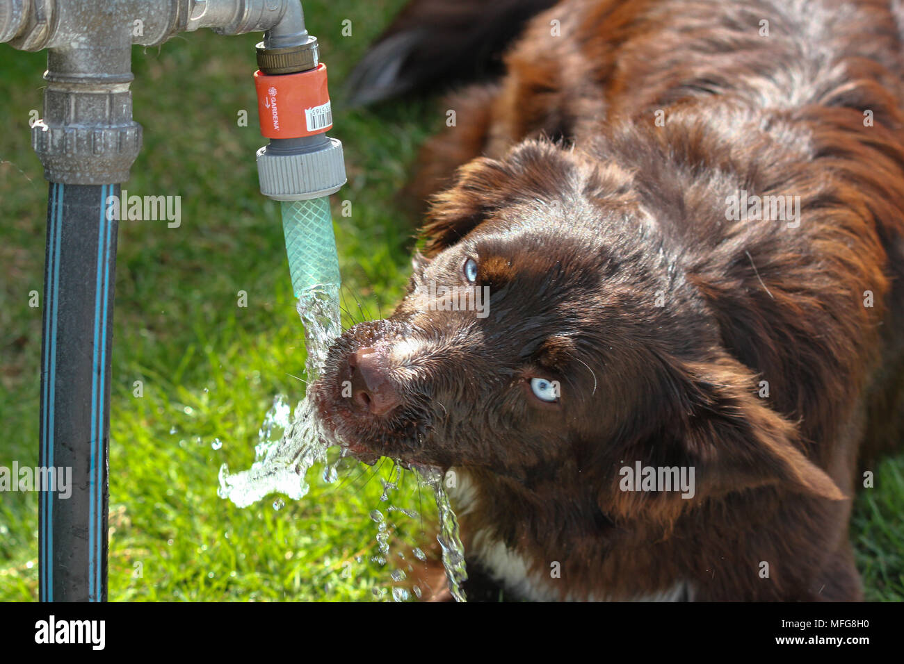 Eine durstige Hund ist Trinkwasser und suchen ganz lustig. Stockfoto