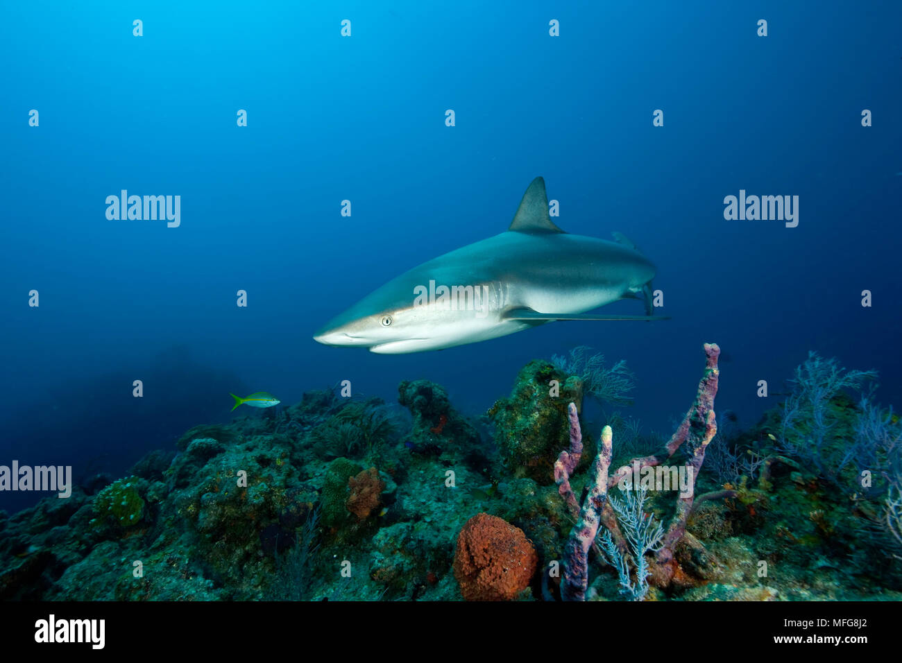 Graue Riffhaie, Carcharhinus amblyrhynchos, nördlichen Bahamas, Karibik, Atlantik Stockfoto