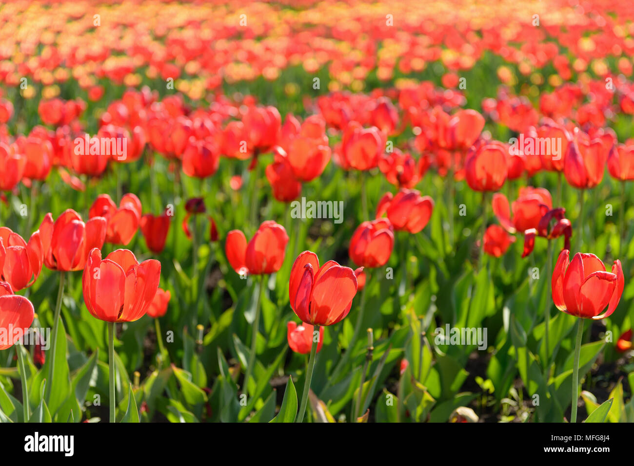 Viele Frühling Tulpen im Garten Stockfoto