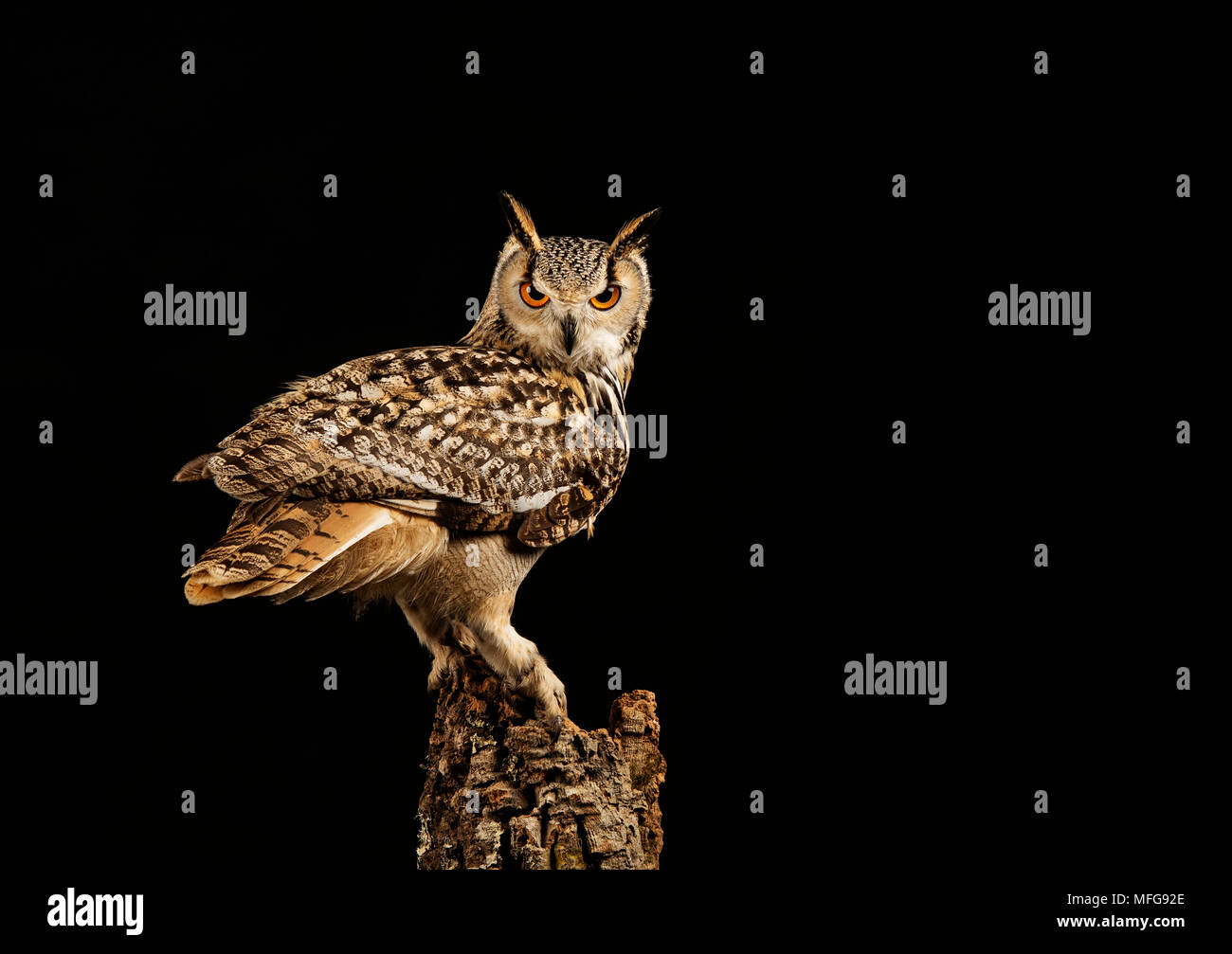 Horned owl Studio einrichten Stockfoto